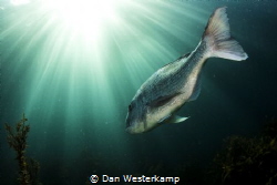 An afternoon swim in New Zealands oldest marine reserve h... by Dan Westerkamp 